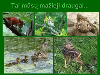 Tai mūsų mažieji draugai... 