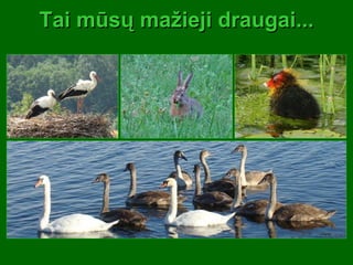 Tai mūsų mažieji draugai... 