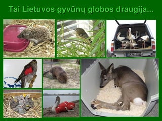 Tai Lietuvos gyvūnų globos draugija... 