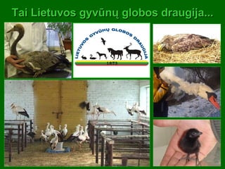 Tai Lietuvos gyvūnų globos draugija... 