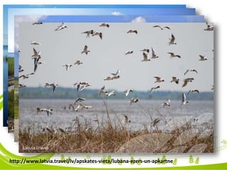 http://www.latvia.travel/lv/apskates-vieta/lubana-ezers-un-apkartne
 