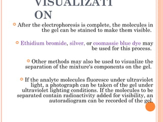 VISUALIZATI
ON
 After the electrophoresis is complete, the molecules in
the gel can be stained to make them visible.
 Ethidium bromide, silver, or coomassie blue dye may
be used for this process.
 Other methods may also be used to visualize the
separation of the mixture's components on the gel.
 If the analyte molecules fluoresce under ultraviolet
light, a photograph can be taken of the gel under
ultraviolet lighting conditions. If the molecules to be
separated contain radioactivity added for visibility, an
autoradiogram can be recorded of the gel.
 