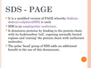 SDS - PAGE
 It is a modified version of PAGE whereby Sodium-
dodecyl-sulphate(SDS) is used.
 SDS is an amphipathic surfactant.
 It denatures proteins by binding to the protein chain
with its hydrocarbon ‘tail’, exposing normally buried
regions and ‘coating’ the protein chain with surfactant
molecules.
 The polar ‘head’ group of SDS adds an additional
benefit to the use of this denaturant.
 