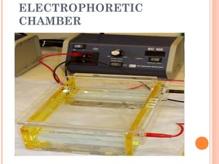ELECTROPHORETIC
CHAMBER
 