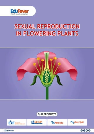 Sexual Reproduction in Flowering Plants- Biology Revision Notes