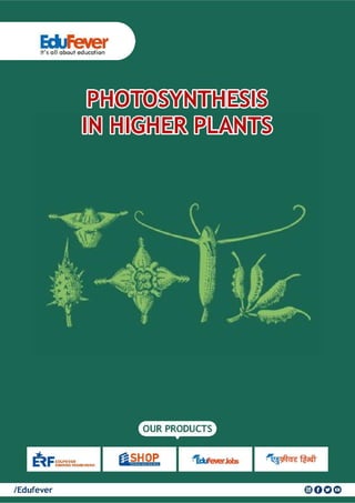 Photosynthesis in Higher Plants-Biology Revision Notes