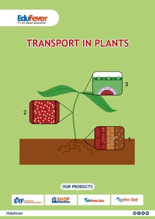 Transport in Plants - Biology Revision Notes | PDF | Educational ...
