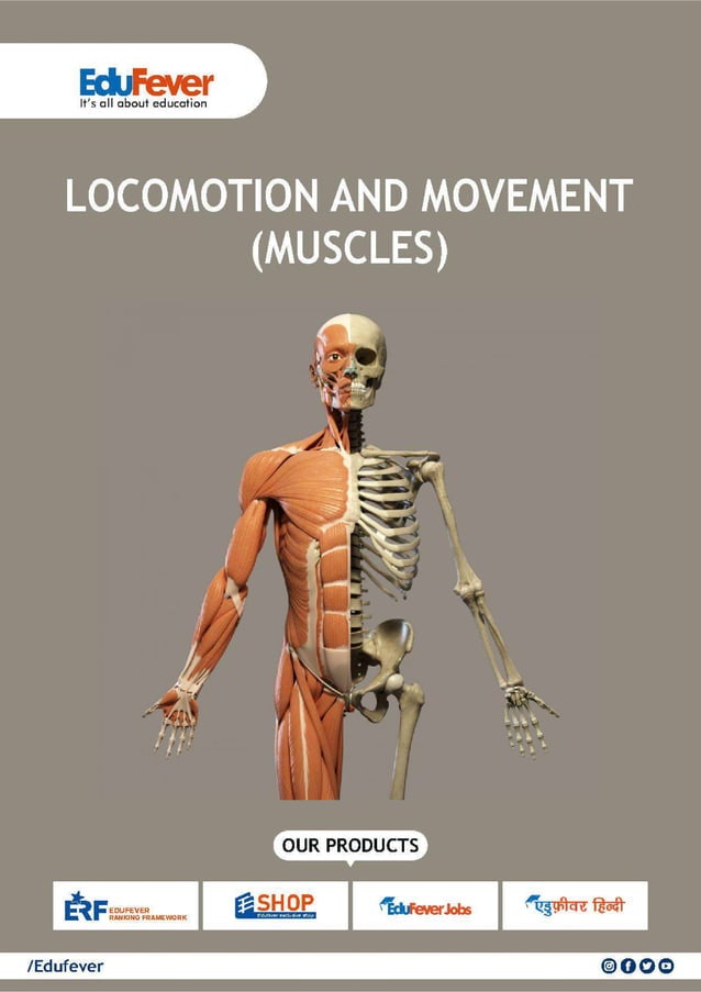 and Movement (Muscles) Biology Revision Notes PDF