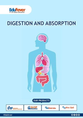 Digestion and Absorption - Biology Revision Notes