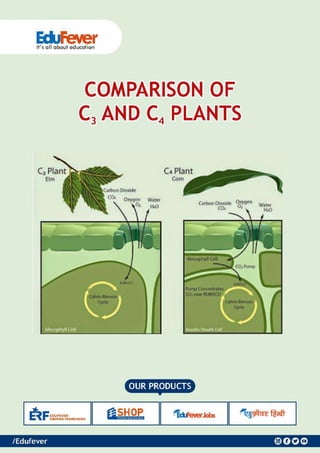 Comparison of C3 and C4 Plants - Biology Revision Notes