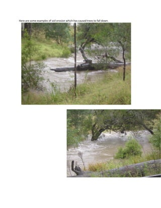 Here are some examples of soil erosion which has caused trees to fall down.
 