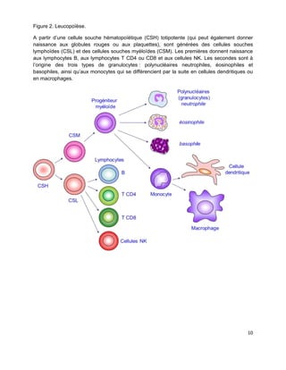 10
Figure 2. Leucopoïèse.
A partir d’une cellule souche hématopoïétique (CSH) totipotente (qui peut également donner
naissance aux globules rouges ou aux plaquettes), sont générées des cellules souches
lymphoïdes (CSL) et des cellules souches myéloïdes (CSM). Les premières donnent naissance
aux lymphocytes B, aux lymphocytes T CD4 ou CD8 et aux cellules NK. Les secondes sont à
l’origine des trois types de granulocytes : polynucléaires neutrophiles, éosinophiles et
basophiles, ainsi qu’aux monocytes qui se différencient par la suite en cellules dendritiques ou
en macrophages.
 