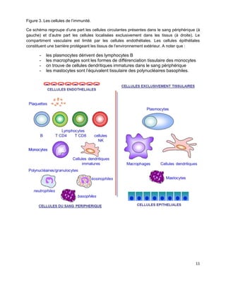 11
Figure 3. Les cellules de l’immunité.
Ce schéma regroupe d’une part les cellules circulantes présentes dans le sang périphérique (à
gauche) et d’autre part les cellules localisées exclusivement dans les tissus (à droite). Le
compartiment vasculaire est limité par les cellules endothéliales. Les cellules épithéliales
constituent une barrière protégeant les tissus de l’environnement extérieur. A noter que :
- les plasmocytes dérivent des lymphocytes B
- les macrophages sont les formes de différenciation tissulaire des monocytes
- on trouve de cellules dendritiques immatures dans le sang périphérique
- les mastocytes sont l’équivalent tissulaire des polynucléaires basophiles.
 