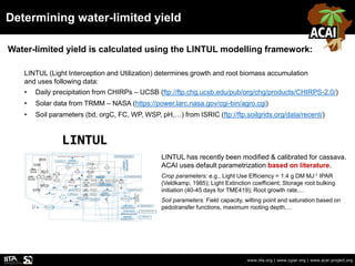 Determining water-limited yield
www.iita.org | www.cgiar.org | www.acai-project.org
Water-limited yield is calculated using the LINTUL modelling framework:
LINTUL (Light Interception and Utilization) determines growth and root biomass accumulation
and uses following data:
• Daily precipitation from CHIRPs – UCSB (ftp://ftp.chg.ucsb.edu/pub/org/chg/products/CHIRPS-2.0/)
• Solar data from TRMM – NASA (https://power.larc.nasa.gov/cgi-bin/agro.cgi)
• Soil parameters (bd, orgC, FC, WP, WSP, pH,…) from ISRIC (ftp://ftp.soilgrids.org/data/recent/)
LINTUL
LINTUL has recently been modified & calibrated for cassava.
ACAI uses default parametrization based on literature.
Crop parameters: e.g., Light Use Efficiency = 1.4 g DM MJ-1 IPAR
(Veldkamp, 1985); Light Extinction coefficient; Storage root bulking
initiation (40-45 days for TME419); Root growth rate,…
Soil parameters: Field capacity, wilting point and saturation based on
pedotransfer functions, maximum rooting depth,…
 