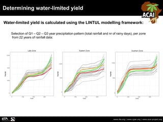 Determining water-limited yield
www.iita.org | www.cgiar.org | www.acai-project.org
Water-limited yield is calculated using the LINTUL modelling framework:
Selection of Q1 – Q2 – Q3 year precipitation pattern (total rainfall and nr of rainy days), per zone
from 22 years of rainfall data:
 