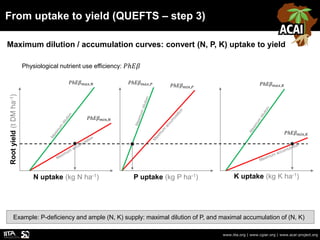 From uptake to yield (QUEFTS – step 3)
www.iita.org | www.cgiar.org | www.acai-project.org
Maximum dilution / accumulation curves: convert (N, P, K) uptake to yield
Physiological nutrient use efficiency:
Root
yield
(t
DM
ha
-1
)
N uptake (kg N ha-1) P uptake (kg P ha-1) K uptake (kg K ha-1)
𝑃ℎ𝐸𝛽𝑚𝑎𝑥,𝑁
𝑃ℎ𝐸𝛽𝑚𝑖𝑛,𝑁
𝑃ℎ𝐸𝛽𝑚𝑎𝑥,𝑃 𝑃ℎ𝐸𝛽𝑚𝑖𝑛,𝑃
𝑃ℎ𝐸𝛽𝑚𝑎𝑥,𝐾
𝑃ℎ𝐸𝛽𝑚𝑖𝑛,𝐾
𝑃ℎ𝐸𝛽
Example: P-deficiency and ample (N, K) supply: maximal dilution of P, and maximal accumulation of (N, K)
 