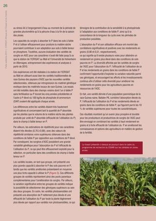 Enhancing sorghum adaptation to low-phosphorous soils meets the needs of resource-poor women and men sorghum growers (French)