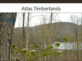 Atlas Timberlands  