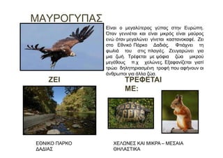 ΜΑΥΡΟΓΥΠΑΣ
ΖΕΙ
:
ΤΡΕΦΕΤΑΙ
ΜΕ:
ΕΘΝΙΚΟ ΠΑΡΚΟ
ΔΑΔΙΑΣ
ΧΕΛΩΝΕΣ ΚΑΙ ΜΙΚΡΑ – ΜΕΣΑΙΑ
ΘΗΛΑΣΤΙΚΑ
Είναι ο μεγαλύτερος γύπας στην Ευρώπη.
Όταν γεννιέται και είναι μικρός είναι μαύρος
ενώ όταν μεγαλώνει γίνεται καστανοκαφέ. Ζει
στο Εθνικό Πάρκο Δαδιάς. Φτιάχνει τη
φωλιά του στις πλαγιές. Ζευγαρώνει για
μια ζωή. Τρέφεται με ψόφια ζώα μικρού
μεγέθους π.χ χελώνες. Εξαφανίζεται γιατί
τρώει δηλητηριασμένη τροφή που αφήνουν οι
άνθρωποι για άλλα ζώα.
 