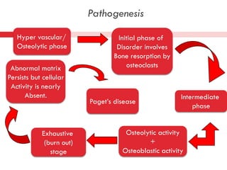 Pathogenesis
Hyper vascular/
Osteolytic phase
Abnormal matrix
Persists but cellular
Activity is nearly
Absent.

Exhaustive
(burn out)
stage

Initial phase of
Disorder involves
Bone resorption by
osteoclasts

Paget’s disease

Intermediate
phase

Osteolytic activity
+
Osteoblastic activity

 