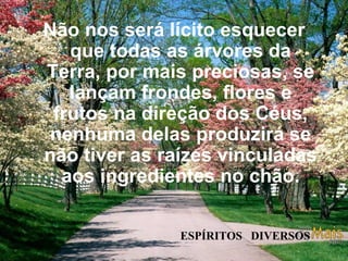 Não nos será lícito esquecer que todas as árvores da Terra, por mais preciosas, se lançam frondes, flores e frutos na direção dos Céus, nenhuma delas produzirá se não tiver as raízes vinculadas aos ingredientes no chão.   ESPÍRITOS  DIVERSOS 