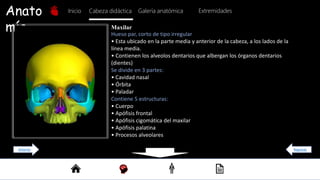 Anato
mía
Inicio Galería anatómica
Cabeza didáctica Extremidades
Hueso par, corto de tipo irregular
• Esta ubicado en la parte media y anterior de la cabeza, a los lados de la
línea media.
• Contienen los alveolos dentarios que albergan los órganos dentarios
(dientes)
Se divide en 3 partes:
• Cavidad nasal
• Órbita
• Paladar
Contiene 5 estructuras:
• Cuerpo
• Apófisis frontal
• Apófisis cigomática del maxilar
• Apófisis palatina
• Procesos alveolares
Maxilar
Regresar
Anterior
 