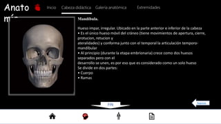 Anato
mía
Inicio Galería anatómica
Cabeza didáctica Extremidades
Hueso impar, irregular. Ubicado en la parte anterior e inferior de la cabeza
• Es el único hueso móvil del cráneo (tiene movimientos de apertura, cierre,
protucion, retucion y
ateralidades) y conforma junto con el temporal la articulación temporo-
mandíbular
• Al principio (durante la etapa embrionaria) crece como dos huesos
separados pero con el
desarrollo se unen, es por eso que es considerado como un solo hueso
Se divide en dos partes:
• Cuerpo
• Ramas
Mandíbula.
FIN Regresar
 