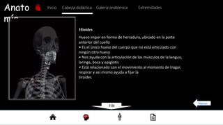 Anato
mía
Inicio Galería anatómica
Cabeza didáctica Extremidades
Hioides
Hueso impar en forma de herradura, ubicado en la parte
anterior del cuello
• Es el único hueso del cuerpo que no está articulado con
ningún otro hueso
• Nos ayuda con la articulación de los músculos de la lengua,
laringe, boca y epiglotis
• Está relacionado con el movimiento al momento de tragar,
respirar y así mismo ayuda a fijar la
tiroides
Regresar
FIN
 
