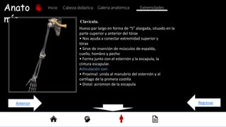 Anato
mía
Inicio Galería anatómica
Cabeza didáctica
Hueso par largo en forma de “S” alargada, situado en la
parte superior y anterior del tórax
• Nos ayuda a conectar extremidad superior y
tórax
• Sirve de inserción de músculos de espalda,
cuello, hombro y pecho
• Forma junto con el esternón y la escapula, la
cintura escapular.
Articulación con:
• Proximal: unida al manubrio del esternón y al
cartílago de la primera costilla
• Distal: acromion de la escapula
Clavícula.
Extremidades
Regresar
Anterior
 