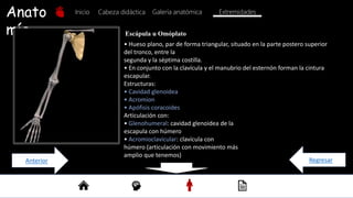 Anato
mía
Inicio Galería anatómica
Cabeza didáctica
• Hueso plano, par de forma triangular, situado en la parte postero superior
del tronco, entre la
segunda y la séptima costilla.
• En conjunto con la clavícula y el manubrio del esternón forman la cintura
escapular.
Estructuras:
• Cavidad glenoidea
• Acromion
• Apófisis coracoides
Articulación con:
• Glenohumeral: cavidad glenoidea de la
escapula con húmero
• Acromioclavicular: clavícula con
húmero (articulación con movimiento más
amplio que tenemos)
Escápula u Omóplato
Extremidades
Regresar
Anterior
 