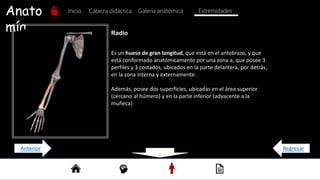 Anato
mía
Inicio Galería anatómica
Cabeza didáctica Extremidades
Es un hueso de gran longitud, que está en el antebrazo, y que
está conformado anatómicamente por una zona a, que posee 3
perfiles y 3 costados, ubicados en la parte delantera, por detrás,
en la zona interna y externamente.
Además, posee dos superficies, ubicadas en el área superior
(cercano al húmero) y en la parte inferior (adyacente a la
muñeca)
Radio
Regresar
Anterior
 