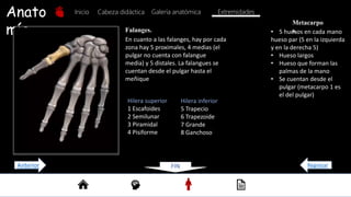 Anato
mía
Inicio Galería anatómica
Cabeza didáctica Extremidades
Metacarpo
s.
Hilera superior
1 Escafoides
2 Semilunar
3 Piramidal
4 Pisiforme
• 5 huesos en cada mano
hueso par (5 en la izquierda
y en la derecha 5)
• Hueso largos
• Hueso que forman las
palmas de la mano
• Se cuentan desde el
pulgar (metacarpo 1 es
el del pulgar)
Falanges.
En cuanto a las falanges, hay por cada
zona hay 5 proximales, 4 medias (el
pulgar no cuenta con falangue
media) y 5 distales. La falangues se
cuentan desde el pulgar hasta el
meñique
Hilera inferior
5 Trapecio
6 Trapezoide
7 Grande
8 Ganchoso
FIN Regresar
Anterior
 