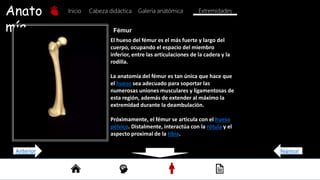 Anato
mía
Inicio Galería anatómica
Cabeza didáctica Extremidades
Fémur
El hueso del fémur es el más fuerte y largo del
cuerpo, ocupando el espacio del miembro
inferior, entre las articulaciones de la cadera y la
rodilla.
La anatomía del fémur es tan única que hace que
el hueso sea adecuado para soportar las
numerosas uniones musculares y ligamentosas de
esta región, además de extender al máximo la
extremidad durante la deambulación.
Próximamente, el fémur se articula con el hueso
pélvico. Distalmente, interactúa con la rótula y el
aspecto proximal de la tibia.
Regresar
Anterior
 