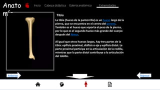 Anato
mía
Inicio Galería anatómica
Cabeza didáctica Extremidades
Tibia
La tibia (hueso de la pantorrilla) es un hueso largo de la
pierna, que se encuentra en el centro del peroné.
También es el hueso que soporta el peso de la pierna,
por lo que es el segundo hueso más grande del cuerpo
después del fémur.
Al igual que otros huesos largos, hay tres partes de la
tibia: epífisis proximal, diáfisis o eje y epífisis distal. La
parte proximal participa en la articulación de la rodilla,
mientras que la parte distal contribuye a la articulación
del tobillo.
Regresar
Anterior
 
