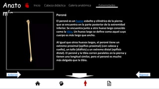 Anato
mía
Inicio Galería anatómica
Cabeza didáctica Extremidades
Peroné
El peroné es un hueso esbelto y cilíndrico de la pierna
que se encuentra en la parte posterior de la extremidad
inferior. Se encuentra junto a otro hueso largo conocido
como la tibia. Un hueso largo se define como aquel cuyo
cuerpo es más largo que ancho.
Al igual que otros huesos largos, el peroné tiene un
extremo proximal (epífisis proximal) (con cabeza y
cuello), un tallo (diáfisis) y un extremo distal (epífisis
distal). El peroné y la tibia corren paralelos en la pierna y
tienen una longitud similar, pero el peroné es mucho
más delgado que la tibia.
Regresar
Anterior
 