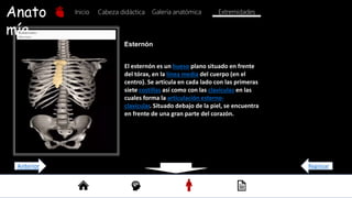 Anato
mía
Inicio Galería anatómica
Cabeza didáctica Extremidades
Esternón
El esternón es un hueso plano situado en frente
del tórax, en la línea media del cuerpo (en el
centro). Se articula en cada lado con las primeras
siete costillas así como con las clavículas en las
cuales forma la articulación esterno-
clavicular. Situado debajo de la piel, se encuentra
en frente de una gran parte del corazón.
Regresar
Anterior
 