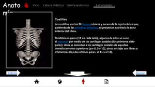 Anato
mía
Inicio Galería anatómica
Cabeza didáctica Extremidades
Costillas
Las costillas son los 24 huesos cónicos y curvos de la caja torácica que,
partiendo de las vértebras torácicas, se proyectan casi hacia la zona
anterior del tórax .
Divididas en pares (12 en cada lado), algunos de ellos se unen
al esternón por medio de los cartílagos costales (los primeros siete
pares); otros se conectan a los cartílagos costales de aquellos
inmediatamente superiores (par 8, 9 y 10); otros anclajes son libres o
«flotantes» (los dos últimos pares, el 11 y el 12).
Regresar
Anterior
 