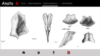 Anato
mía
Inicio Galería anatómica
Cabeza didáctica Extremidades
 