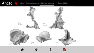 Anato
mía
Inicio Galería anatómica
Cabeza didáctica Extremidades
 
