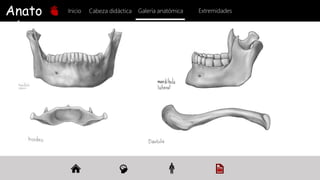 Anato
mía
Inicio Galería anatómica
Cabeza didáctica Extremidades
 