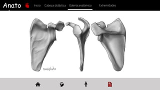 Anato
mía
Inicio Galería anatómica
Cabeza didáctica Extremidades
 