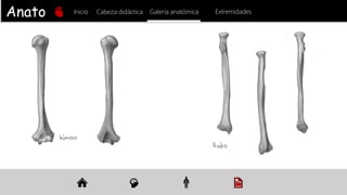 Anato
mía
Inicio Galería anatómica
Cabeza didáctica Extremidades
 