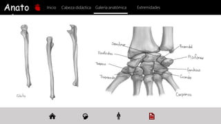 Anato
mía
Inicio Galería anatómica
Cabeza didáctica Extremidades
 