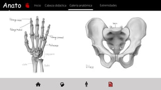 Anato
mía
Inicio Galería anatómica
Cabeza didáctica Extremidades
 