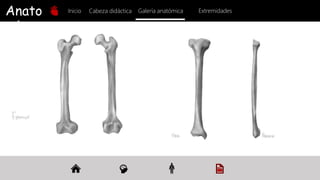 Anato
mía
Inicio Galería anatómica
Cabeza didáctica Extremidades
 