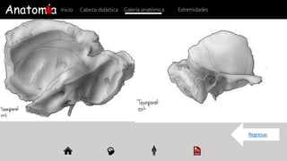 Anatomía Inicio Galería anatómica
Cabeza didáctica
Regresar
Extremidades
 
