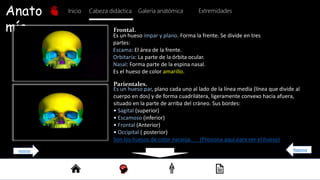 Anato
mía
Inicio Galería anatómica
Cabeza didáctica Extremidades
Es un hueso impar y plano. Forma la frente. Se divide en tres
partes:
Escama: El área de la frente.
Orbitaría: La parte de la órbita ocular.
Nasal: Forma parte de la espina nasal.
Es el hueso de color amarillo.
Es un hueso par, plano cada uno al lado de la línea media (línea que divide al
cuerpo en dos) y de forma cuadrilátera, ligeramente convexo hacia afuera,
situado en la parte de arriba del cráneo. Sus bordes:
• Sagital (superior)
• Escamoso (inferior)
• Frontal (Anterior)
• Occipital ( posterior)
Son los huesos de color naranja. (Presiona aquí para ver el hueso)
Frontal.
Parientales.
Regresar
Anterior
 