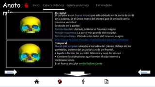 Anato
mía
Inicio Galería anatómica
Cabeza didáctica Extremidades
Occipital
El occipital es un hueso impar que está ubicado en la parte de atrás
de la cabeza. Es el único hueso del cráneo que se articula con la
columna vertebral.
Se divide en 3 partes:
Porción basilar: Ubicado anterior al foramen magno.
Porción escamosa: La parte más grande del occipital.
Porción condíleas: Ubicada a los lados del foramen magno.
Es el hueso de color morado. (Presiona aquí para ver el hueso)
Temporal
Hueso par irregular ubicado a los lados del cráneo, debajo de los
parietales, delante del occipital y atrás del frontal.
• Ayuda a formar las paredes laterales y base del cráneo
• Contiene las estructuras que forman el oído interno y
medioporciones.
Es el hueso de color verde fosforescente.
Regresar R
Anterior
 