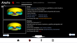 Anato
mía
Inicio Galería anatómica
Cabeza didáctica Extremidades
Nasal
Es un hueso par que tiene forma cuadrilátera y está situado a
ambos lados de la línea media
• Ayuda a formar la cavidad nasal y el puente de la nariz.
Tiene 4 bordes
• Borde superior
• Borde distal
Es el hueso de color naranja fosforescente.
• Borde mesial
• Borde inferior.
Palatino
Hueso par, forma de "L.“
Ubicado entre los huesos maxilares y apófisis pterigoides del
esfenoides.
Forma tres cavidades: oral, nasal y orbitas.
Compuesto por dos laminas: perpendicular y horizontal.
Es el hueso de color rojo.
Regresar
Anterior
 