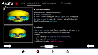 Anato
mía
Inicio Galería anatómica
Cabeza didáctica Extremidades
Hueso par y compacto de forma cuadrilátera, ubicados en la
parte anterior de la pared medial de las órbitas.
Bordes
• Cara orbitaria: hay un surco para saco lagrimal.
• Cara lagrimal: cavidad nasal.
Es el hueso de color rosa fosforescente.
Lagrimales.
Corresponde a la región del pómulo.
• Forma cuadrangular.
• Ayuda a formar la región del arco cigomático, paredes de
las fosas temporales, paredes inferior y lateral de la orbita.
Es el hueso de color azul claro.
Cigomático (malar).
Regresar
Anterior
 